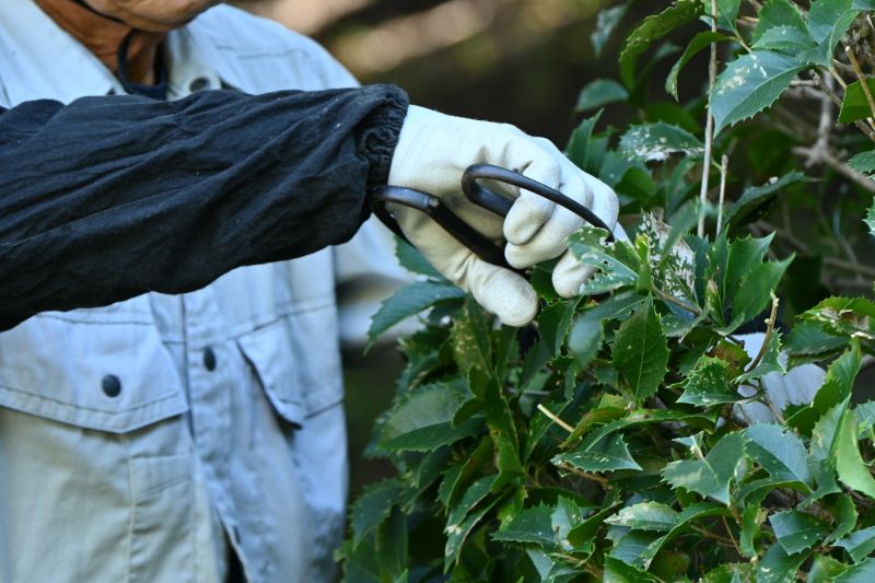 Butterfly Bush Pruning in Rockwall, TX