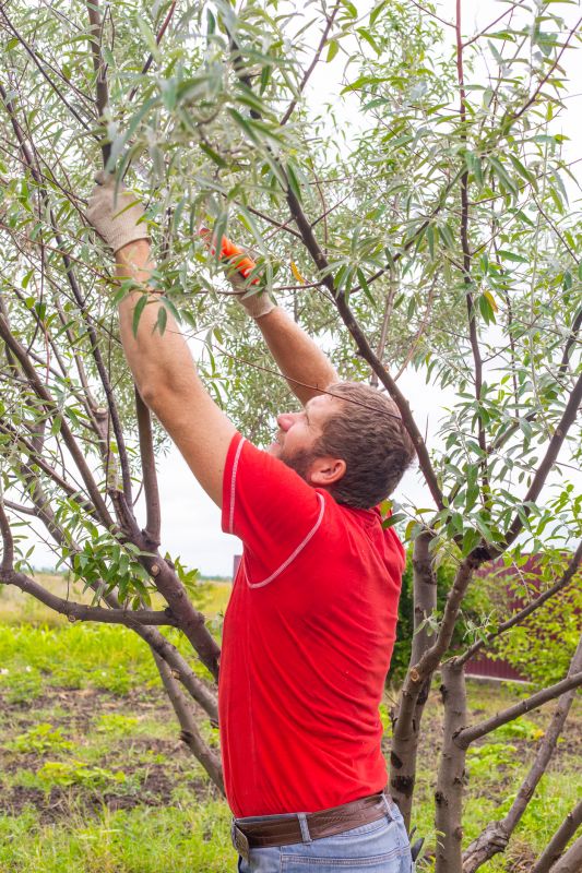Canopy Pruning in Allentown, PA