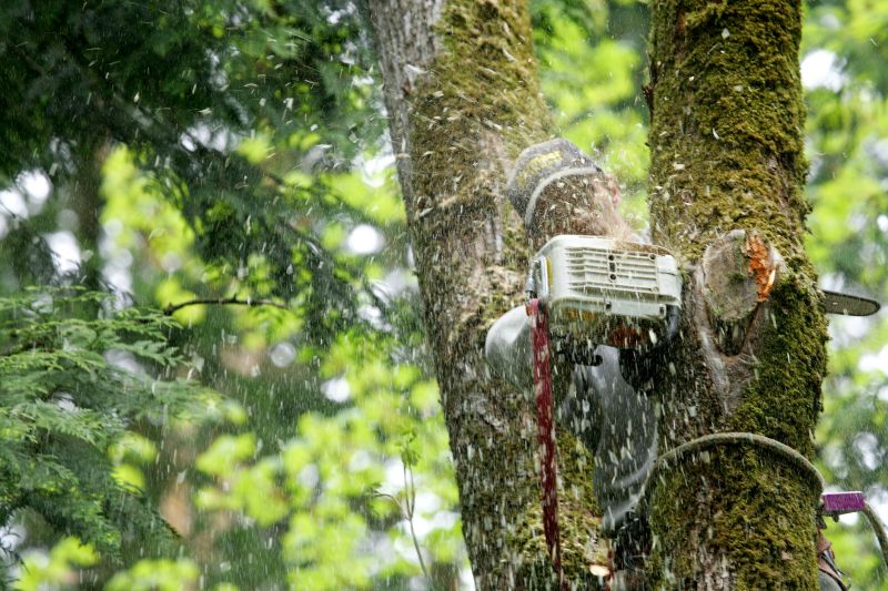 Commercial Tree Service in San Jose, CA