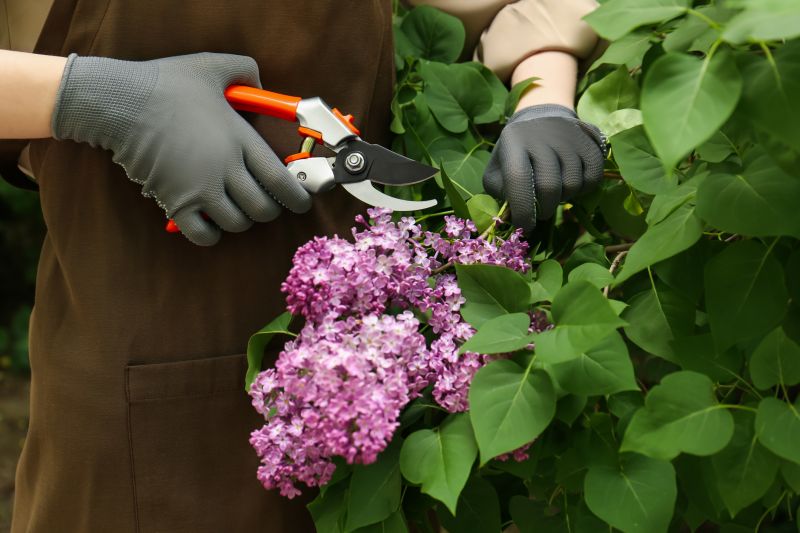 Hydrangea Pruning in Aiken, SC