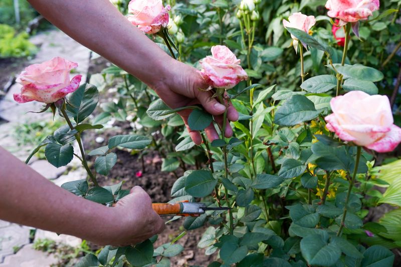 Knockout Roses Pruning in Rockwall, TX