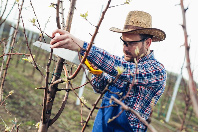 Oak Tree Pruning in Pottstown, PA