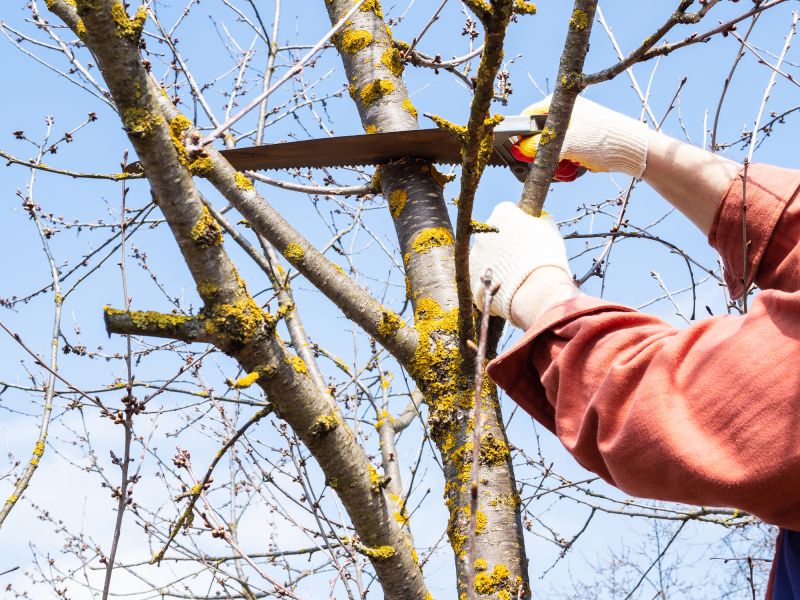 Tree Branch Cutting in Pottstown, PA
