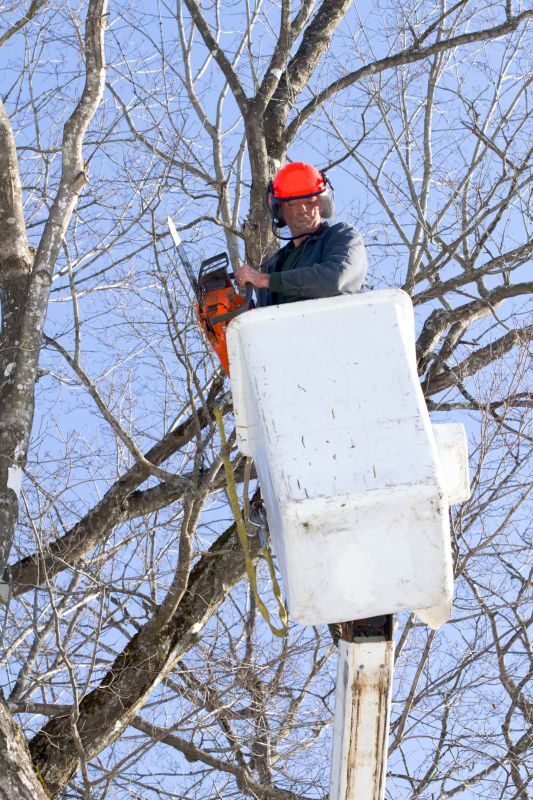 Japanese Maple Pruning