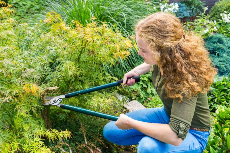 Japanese Maple Pruning