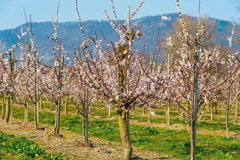 Apple Tree Pruning in Allentown, PA