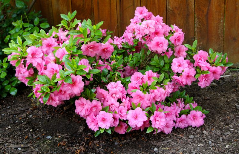 Azalea Pruning in Honolulu, HI