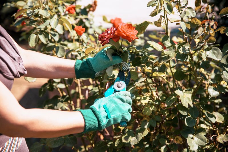 Azalea Pruning in Aiken, SC