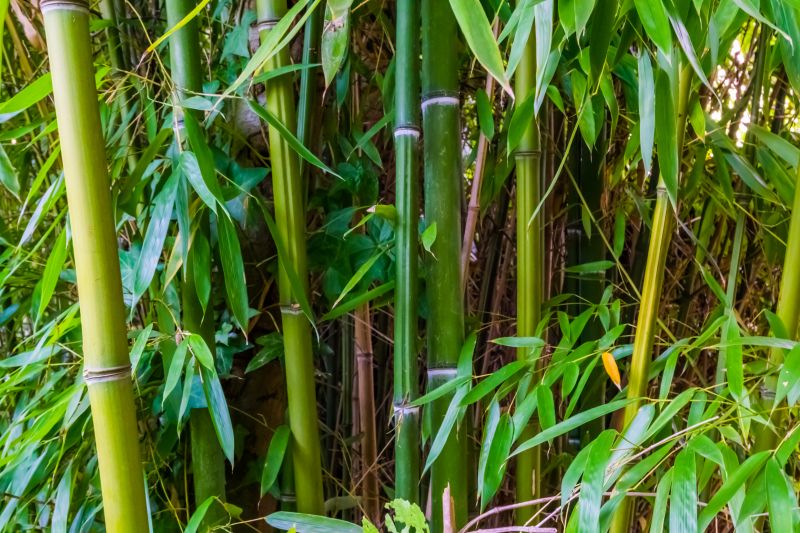 Bamboo Trimming in Aiken, SC