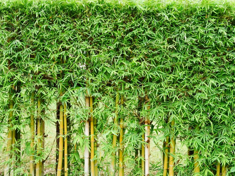 Bamboo Trimming in Ventura County, CA