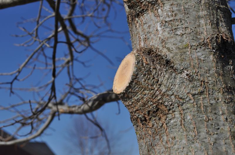 Beech Tree Pruning in Pottstown, PA