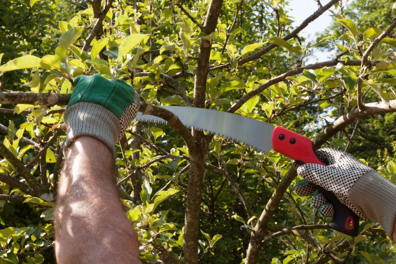 Beech Tree Pruning in Aiken, SC