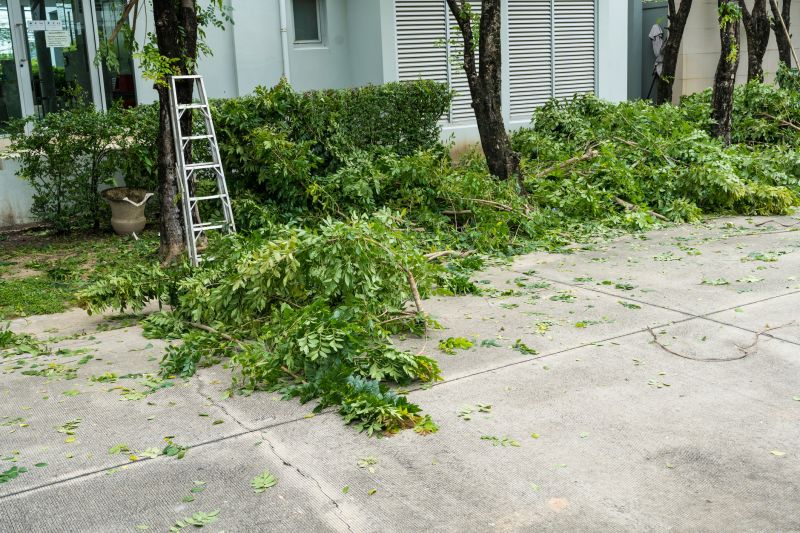 Birch Tree Removal in Pottstown, PA