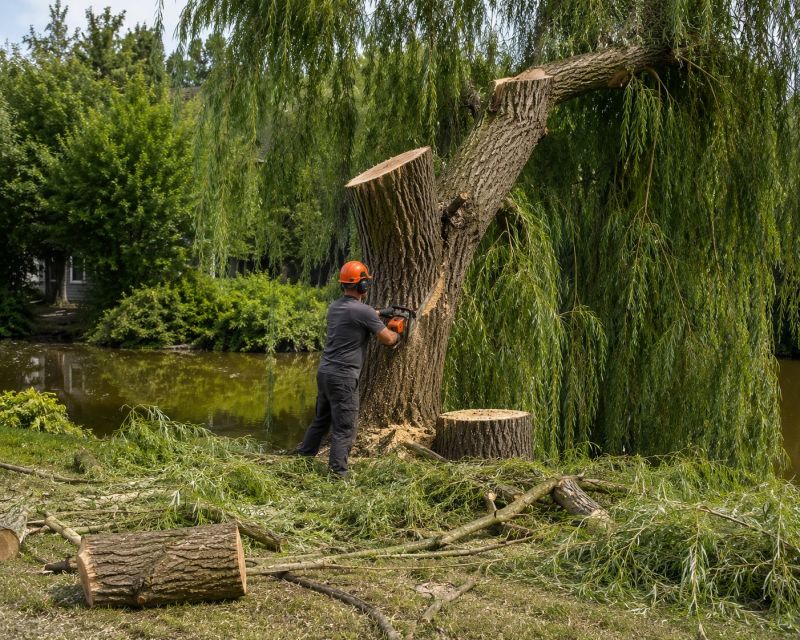 Birch Tree Removal in Pottstown, PA