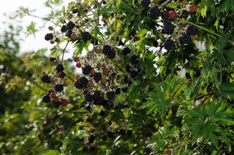 Blackberry Bush Removal in Honolulu, HI