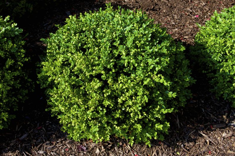 Boxwood Trimming in Rockwall, TX