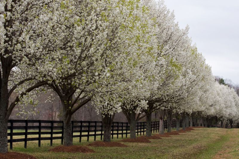 Bradford Pear Tree Pruning in Aiken, SC