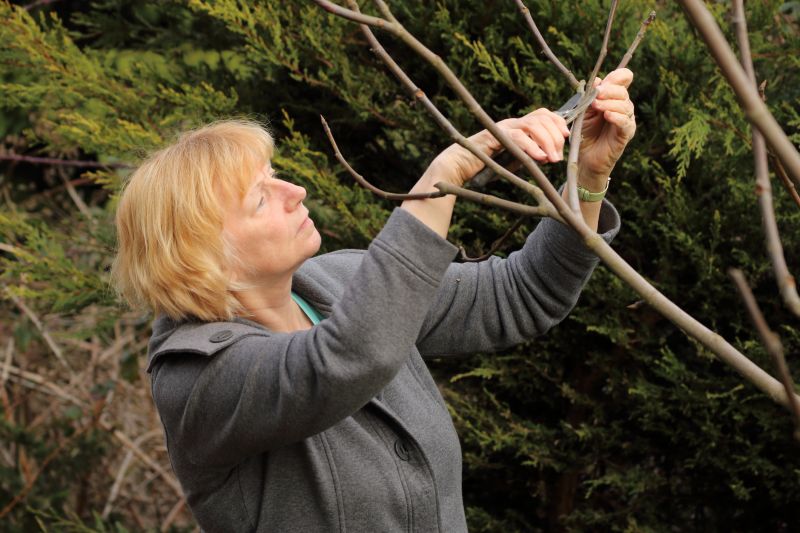 Branches Pruning in Reno, NV