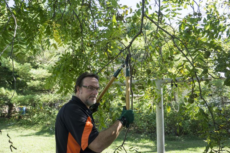 Branches Pruning in Pottstown, PA