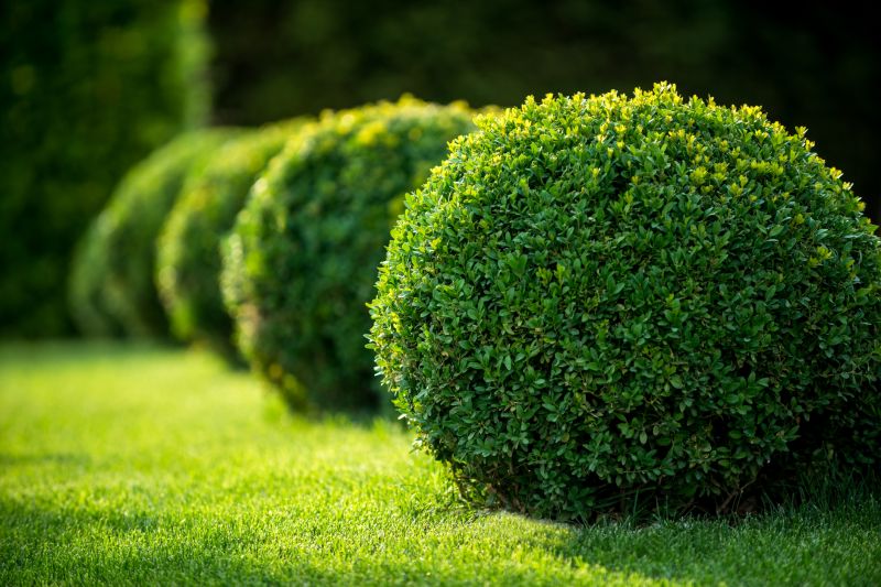 Bush Pruning in Rockwall, TX