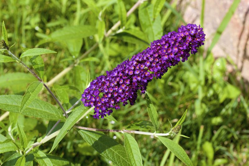 Butterfly Bush Pruning in Honolulu, HI