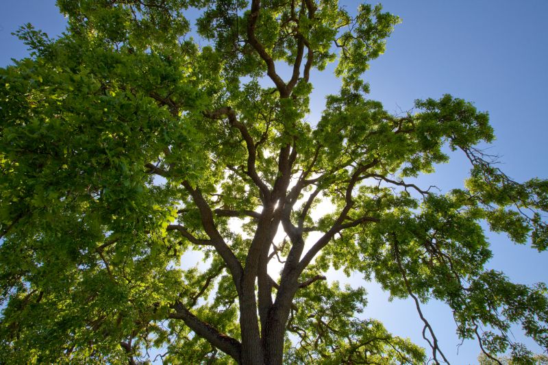 Canopy Pruning in Doylestown, PA