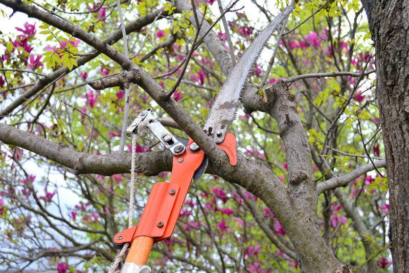 Canopy Pruning in San Jose, CA
