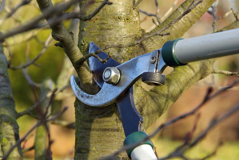 Cedar Tree Pruning in Pottstown, PA