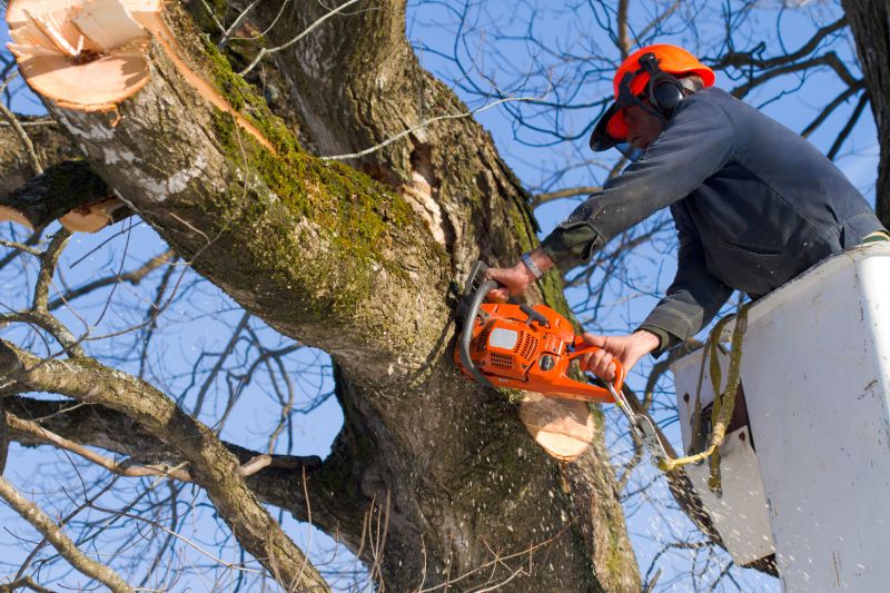 Cherry Tree Removal in Montgomery County, PA
