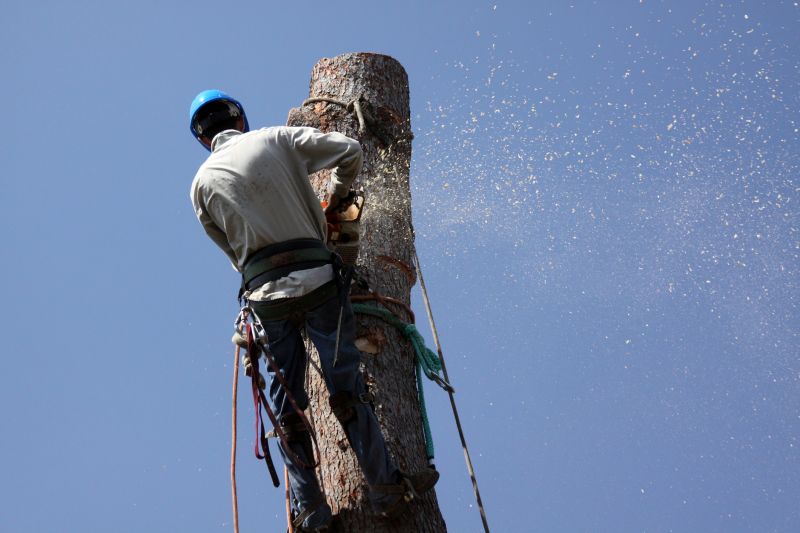 Commercial Tree Removal in Aiken, SC