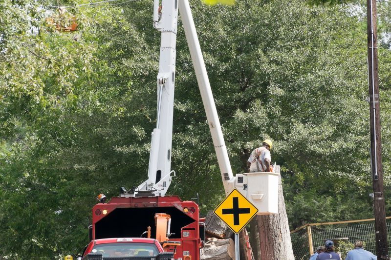 Commercial Tree Removal in Montgomery County, PA