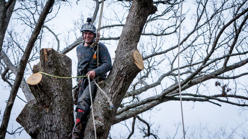 Commercial Tree Service in San Jose, CA