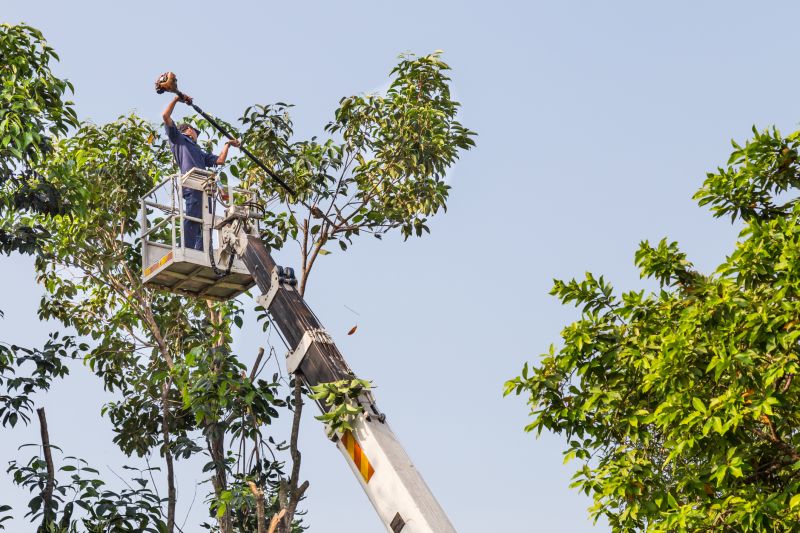 Commercial Tree Trimming in Allentown, PA
