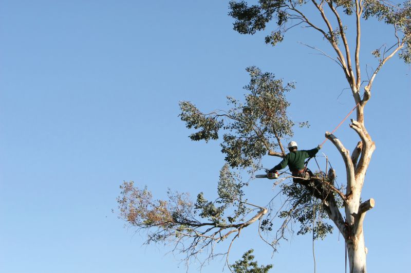 Commercial Tree Trimming in Duluth, MN