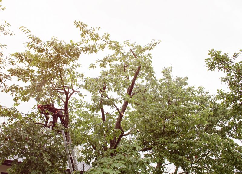 Commercial Tree Trimming in San Jose, CA