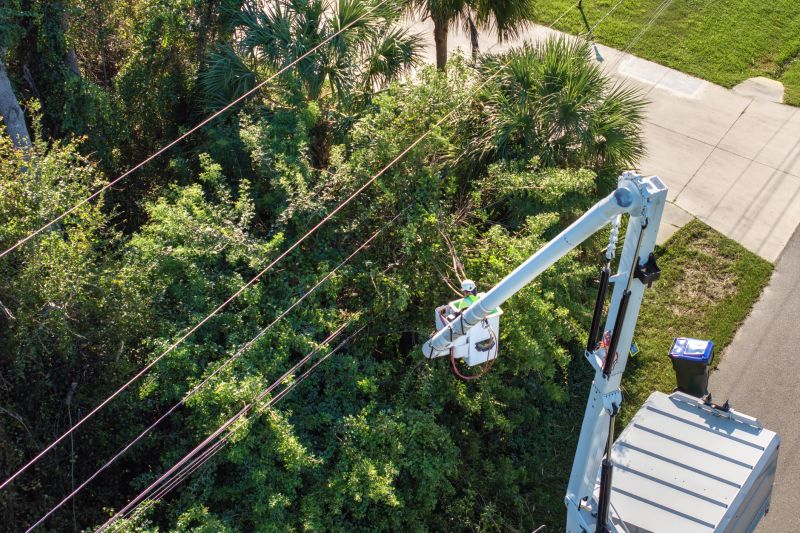 Commercial Tree Trimming in Aiken, SC