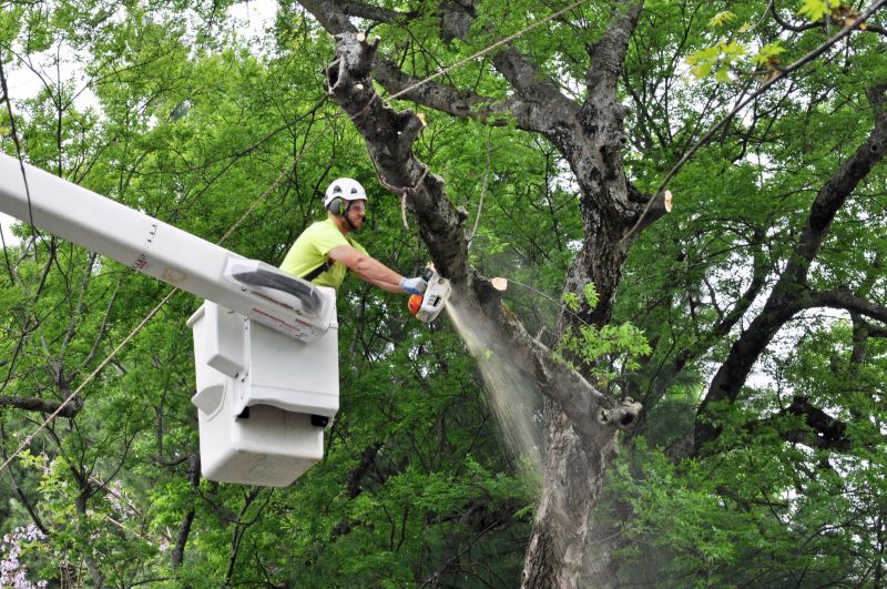 Commercial Tree Trimming in Aiken, SC