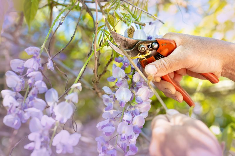 Crape Myrtle Pruning in Aiken, SC