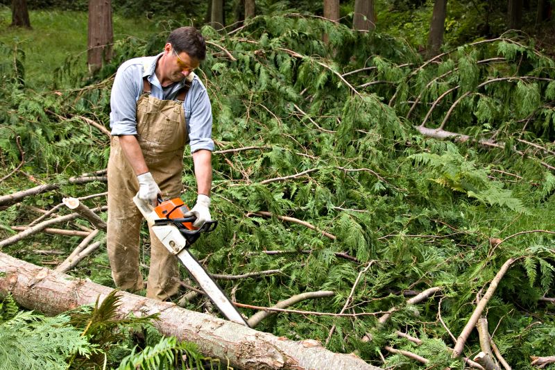 Cypress Tree Removal in Montgomery County, PA