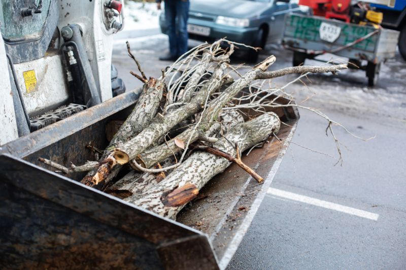 Dead Branch Removal in Pottstown, PA