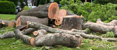 Dead Tree Removal in San Jose, CA