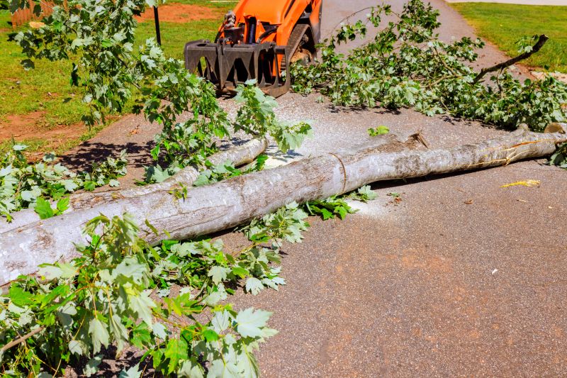 Dead Tree Removal in Allentown, PA
