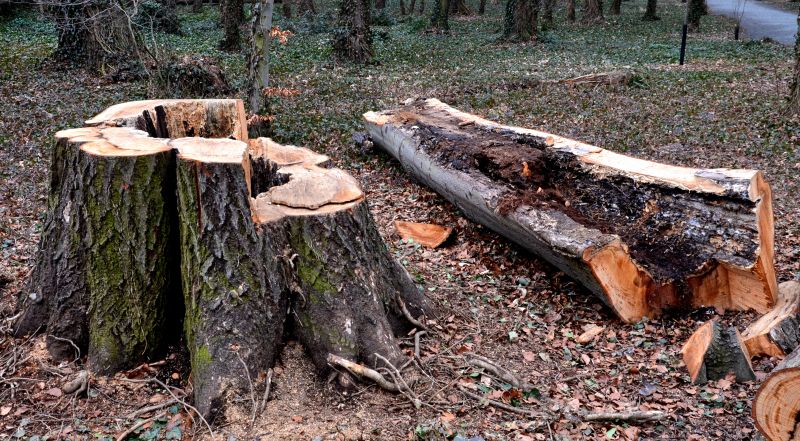 Dead Tree Removal in Pottstown, PA
