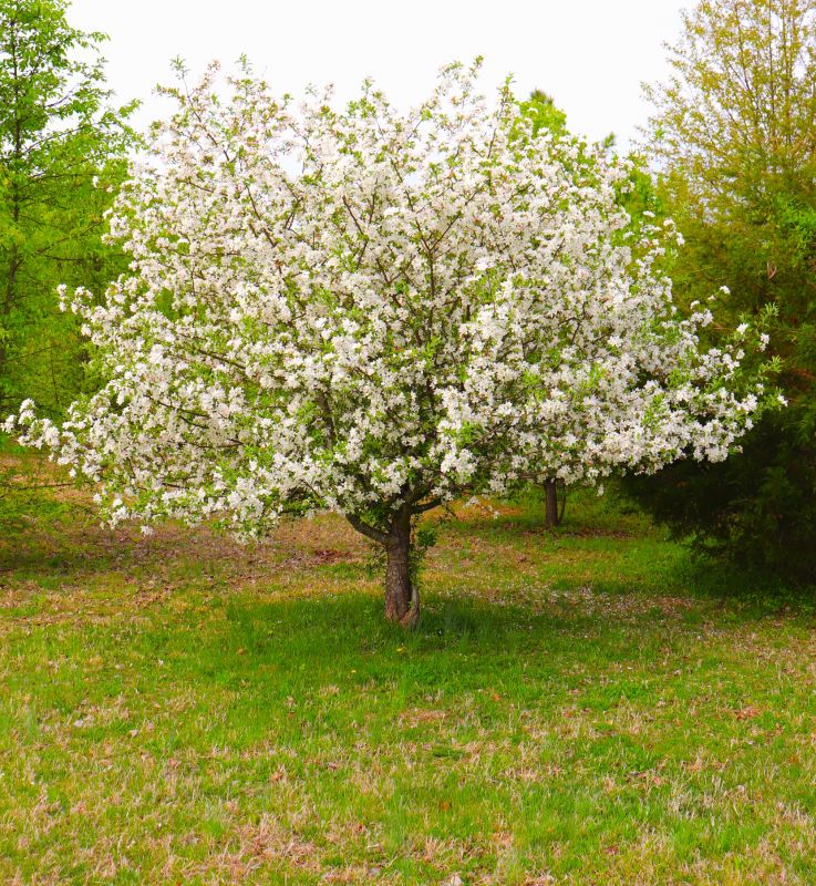 Dogwood Tree Removal in Aiken, SC