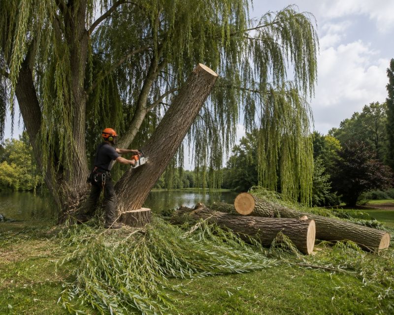 Dogwood Tree Removal in Aiken, SC