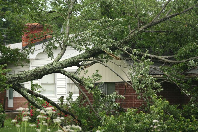 Emergency Tree Removal in Reno, NV