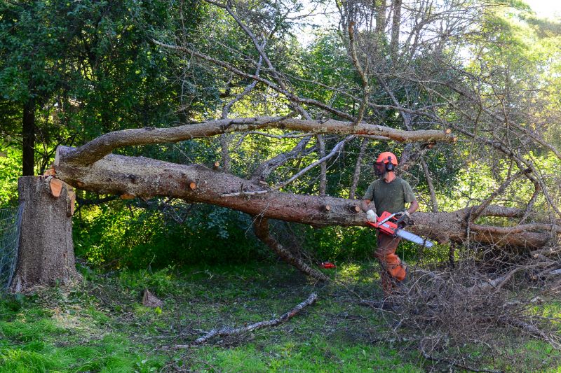 Fallen Tree Removal in Aiken, SC