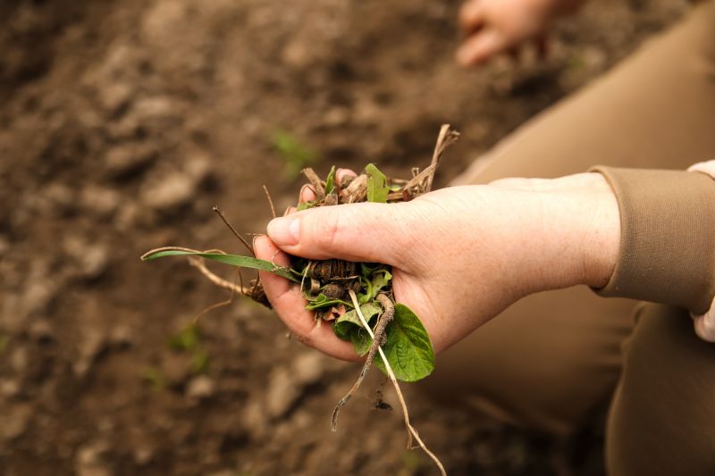 Flower Bed Weeding Service in Honolulu, HI