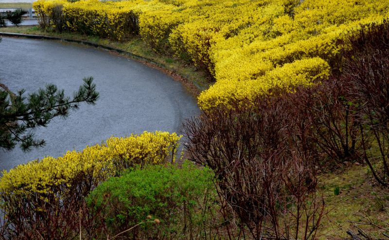 Forsythia Pruning in Honolulu, HI