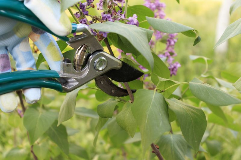 Forsythia Pruning in Honolulu, HI